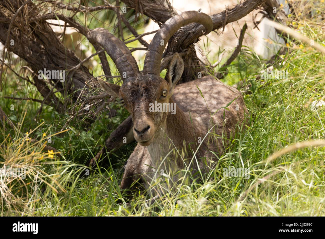 La Herradurra, Almuneca, Andalusia, Spagna. Giovane maschio Ibex iberico parlare l'ombra sotto un albero in un caldo pomeriggio in Andalusia, Spagna. 8th maggio Foto Stock