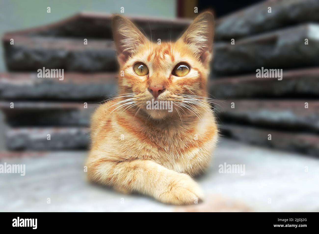 Gatto domestico, Felis silvestris catus, Felis catus Foto Stock