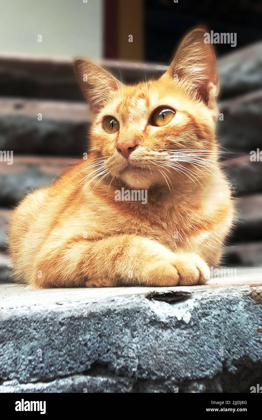 Gatto domestico, Felis silvestris catus, Felis catus Foto Stock