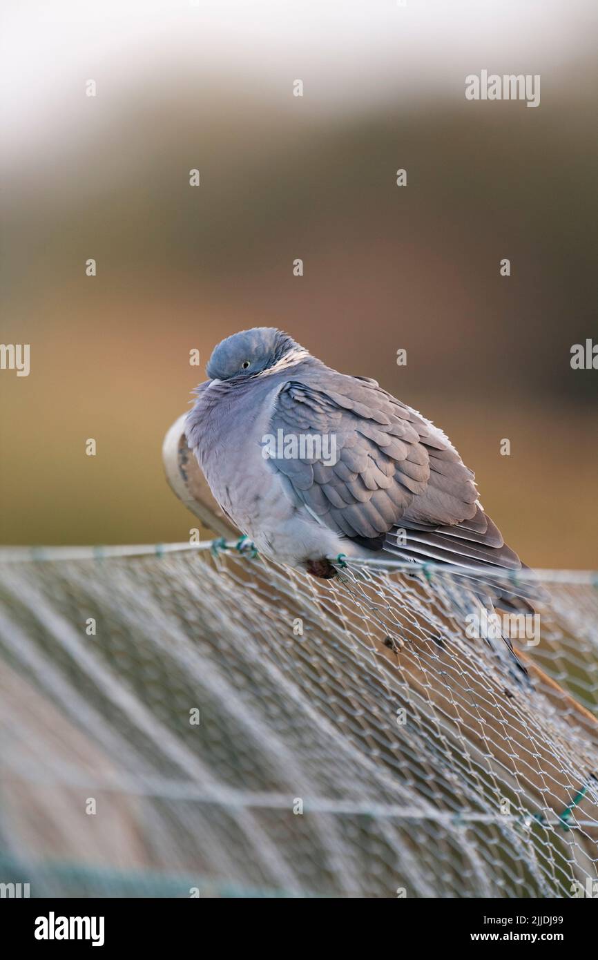 Comune Woodpicceon Columba Palumbus, adulto arroccato su recinzione, Slimbridge, Gloucestershire, Regno Unito, Foto Stock