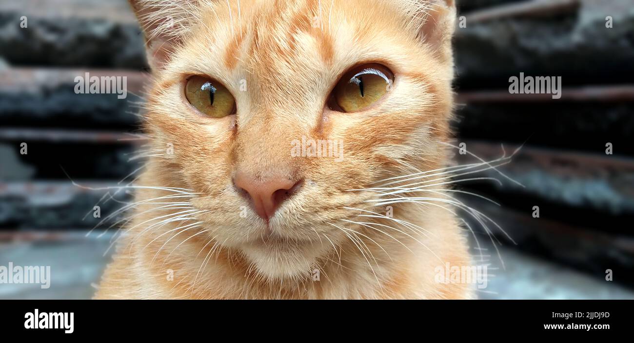 Gatto domestico, Felis silvestris catus, Felis catus Foto Stock