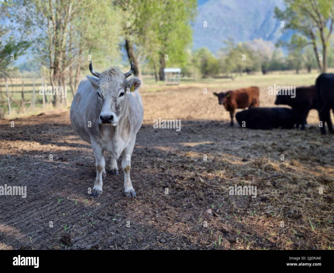 Un bovino bianco di vacca in una fattoria in una giornata di sole Foto Stock