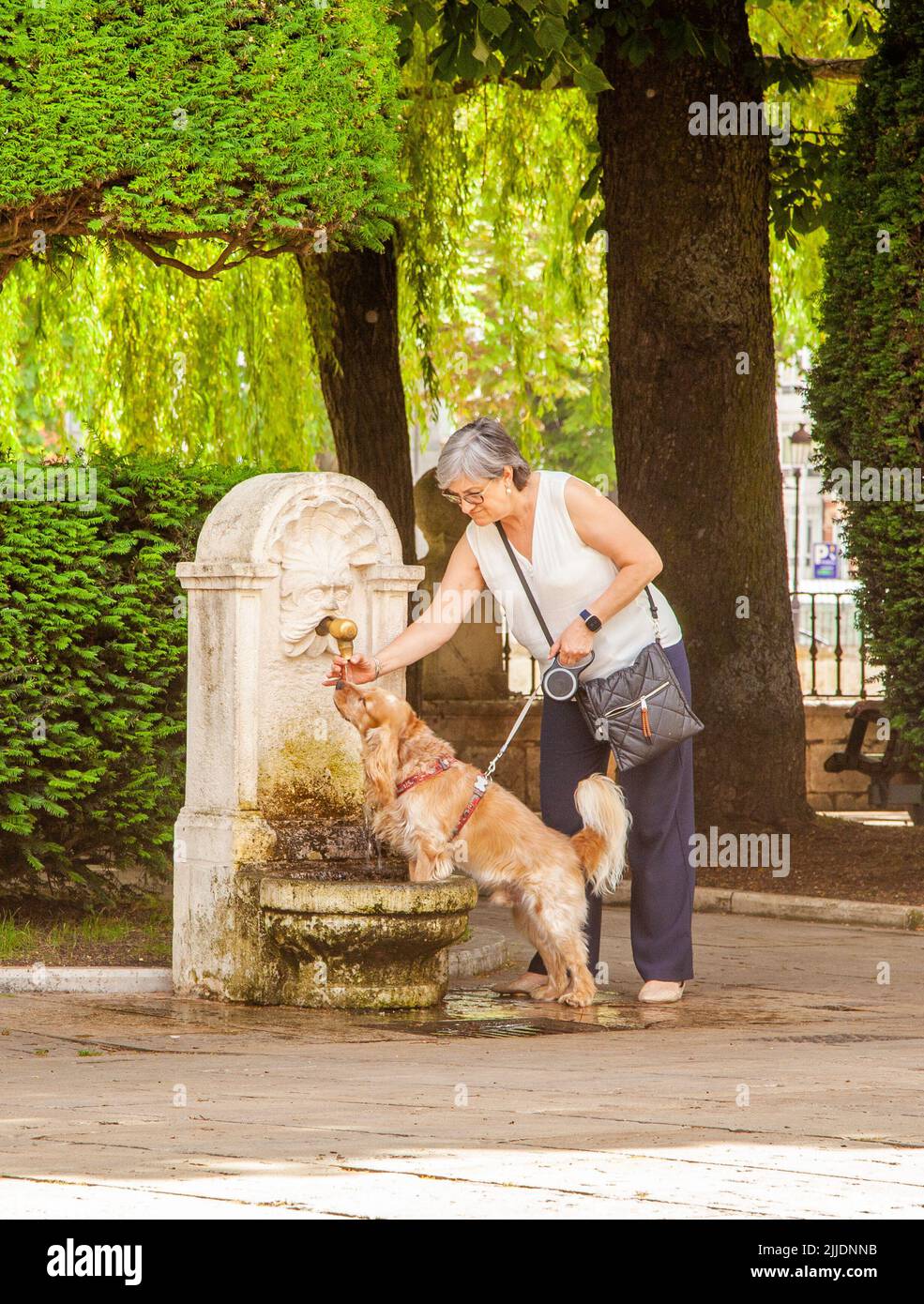 Cane bere da una fontana d'acqua nella città spagnola di Burgos Spagna Foto Stock