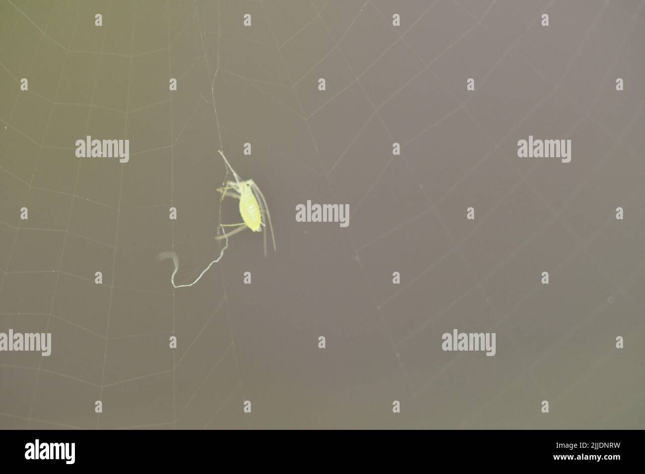 Afid in una trappola web del ragno, macro fotografia Foto Stock