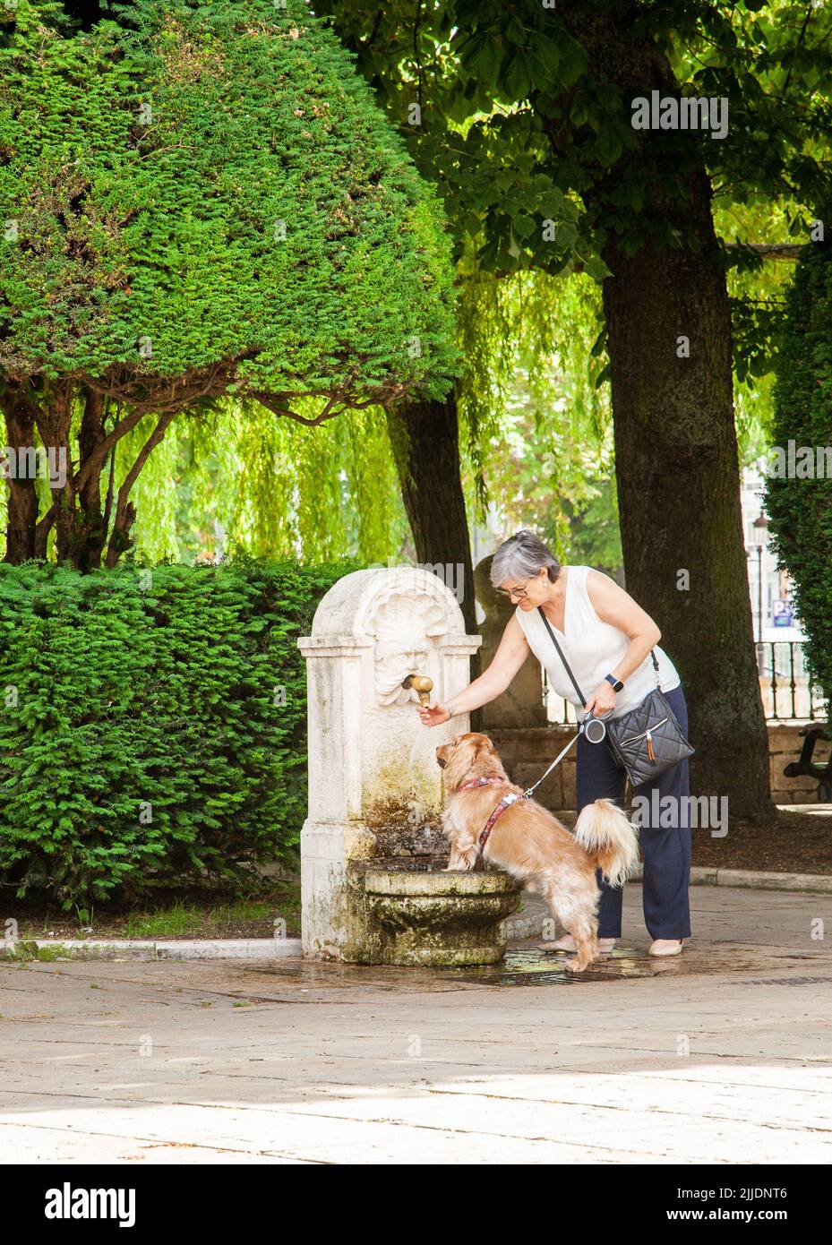 Cane bere da una fontana d'acqua nella città spagnola di Burgos Spagna Foto Stock