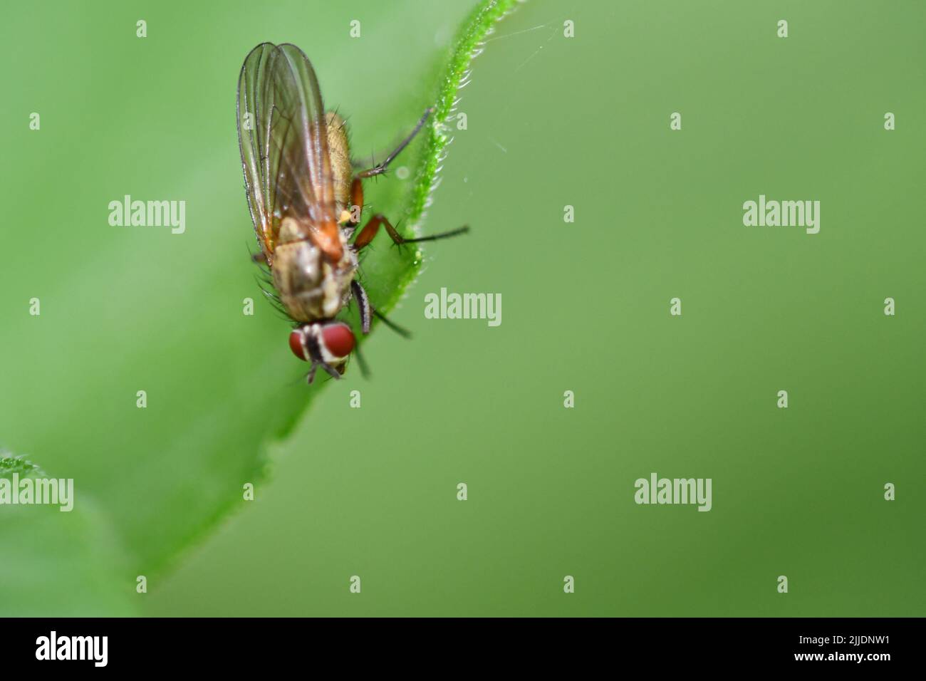 Vola su foglia, macro fotografia Foto Stock