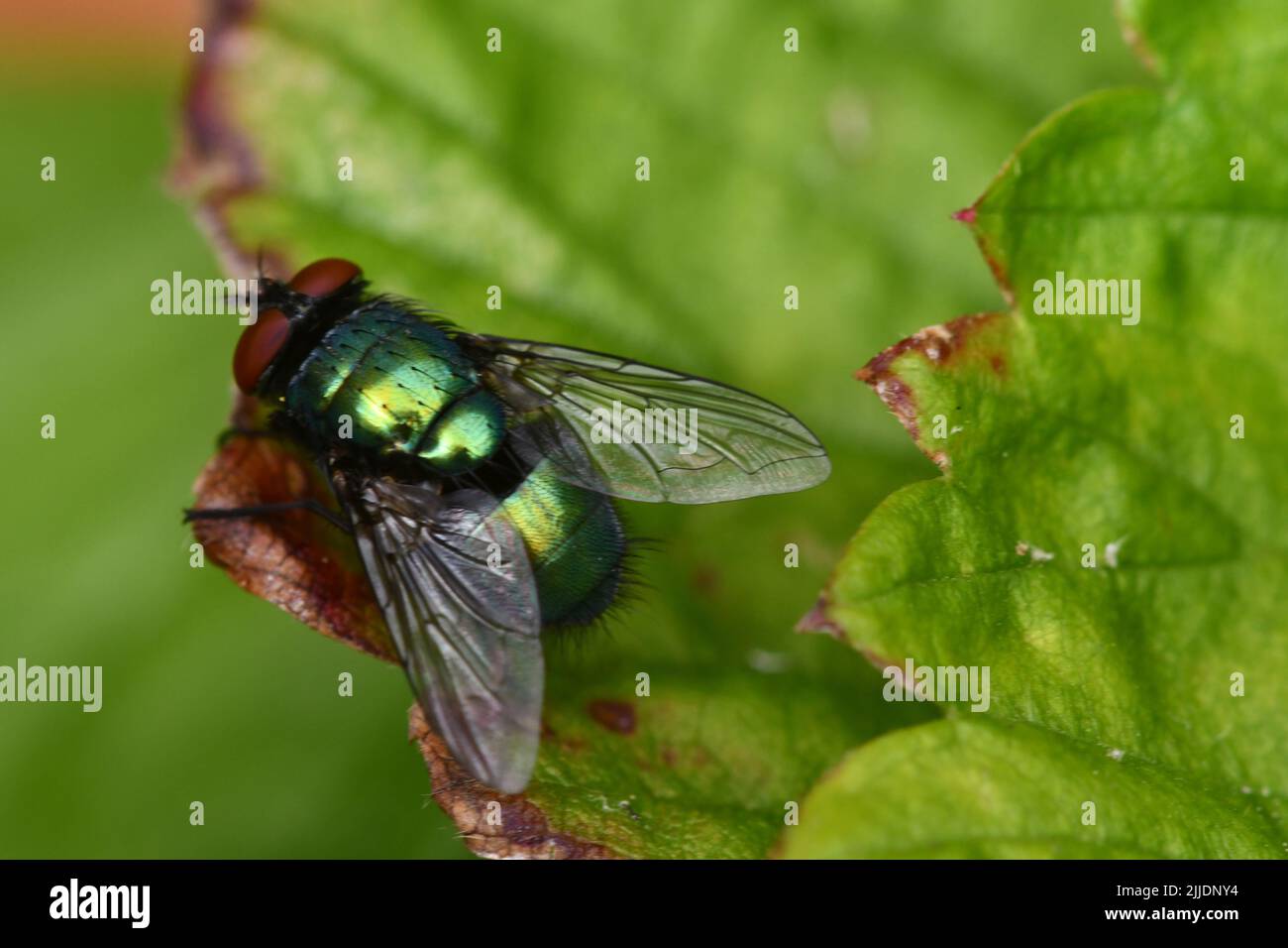 Vola su foglia, macro fotografia Foto Stock