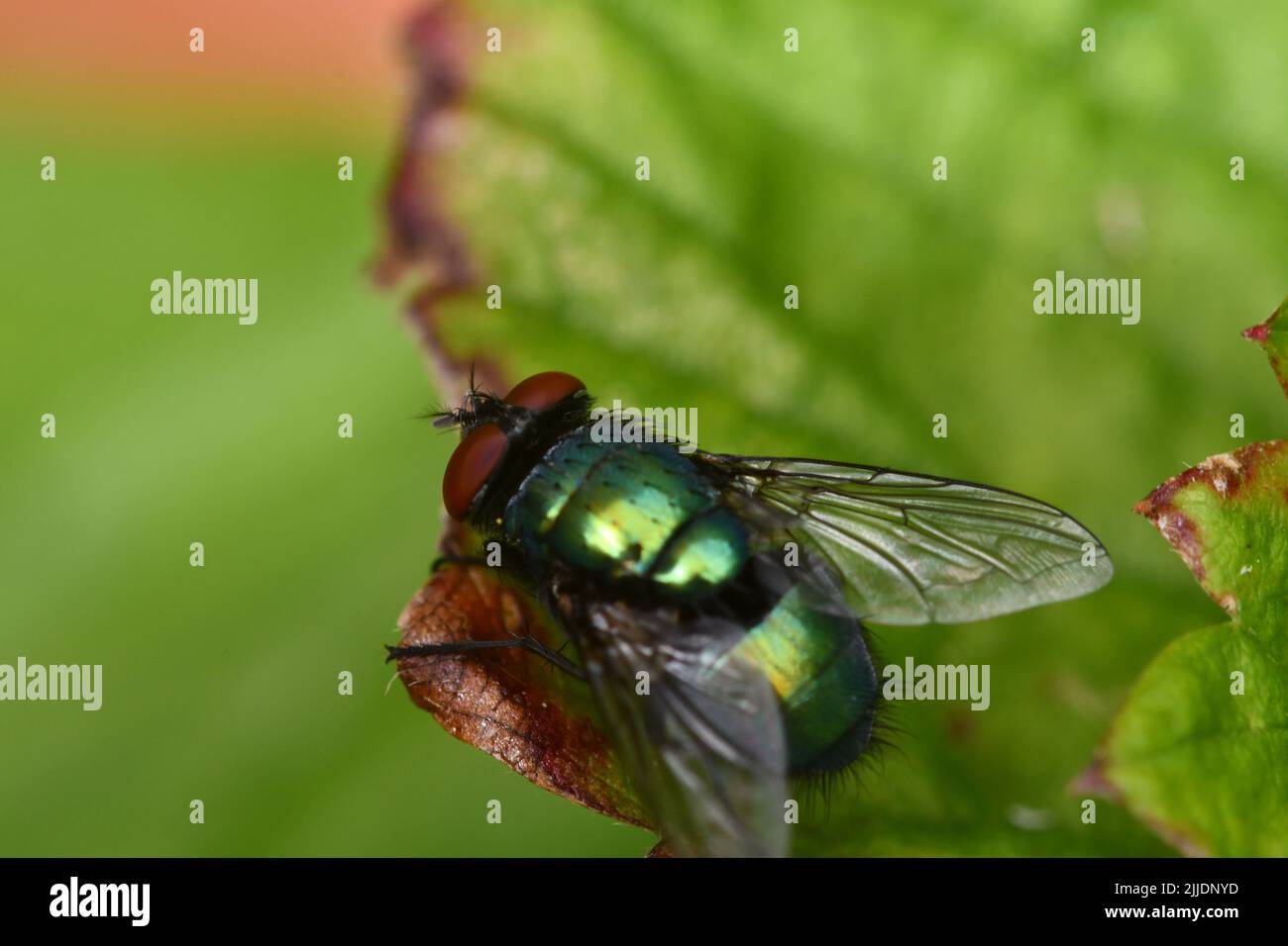 Vola su foglia, macro fotografia Foto Stock