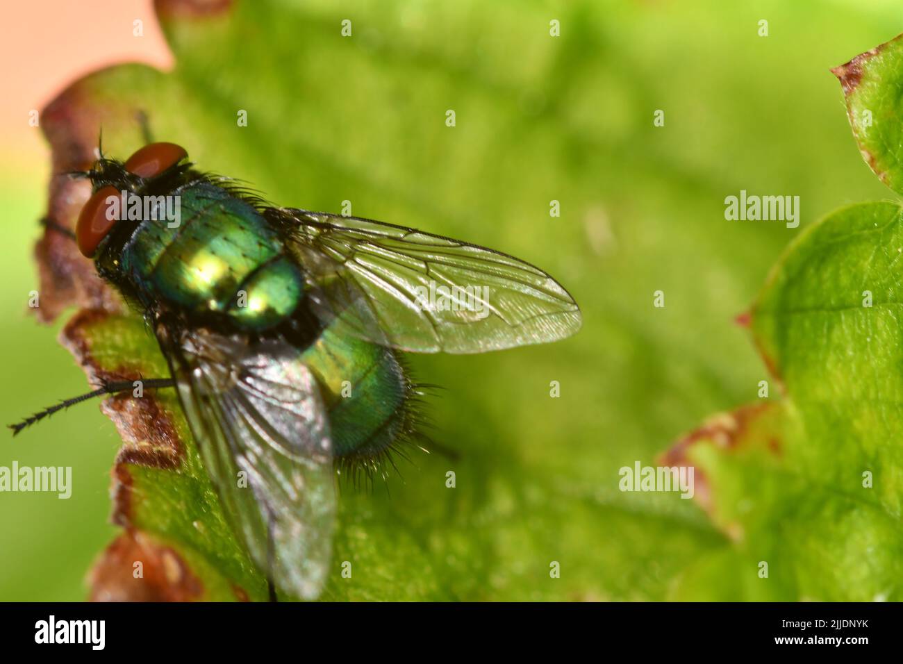 Vola su foglia, macro fotografia Foto Stock