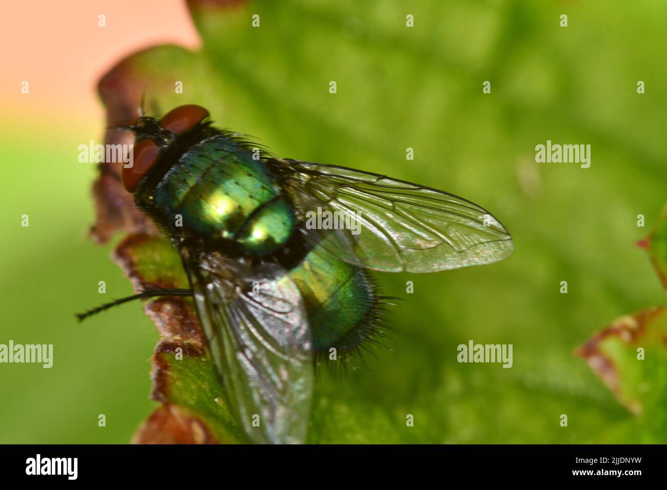 Vola su foglia, macro fotografia Foto Stock