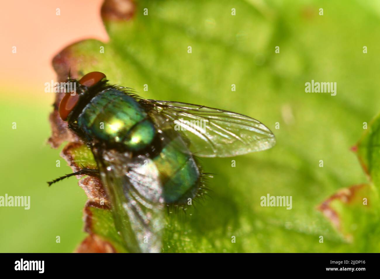 Vola su foglia, macro fotografia Foto Stock