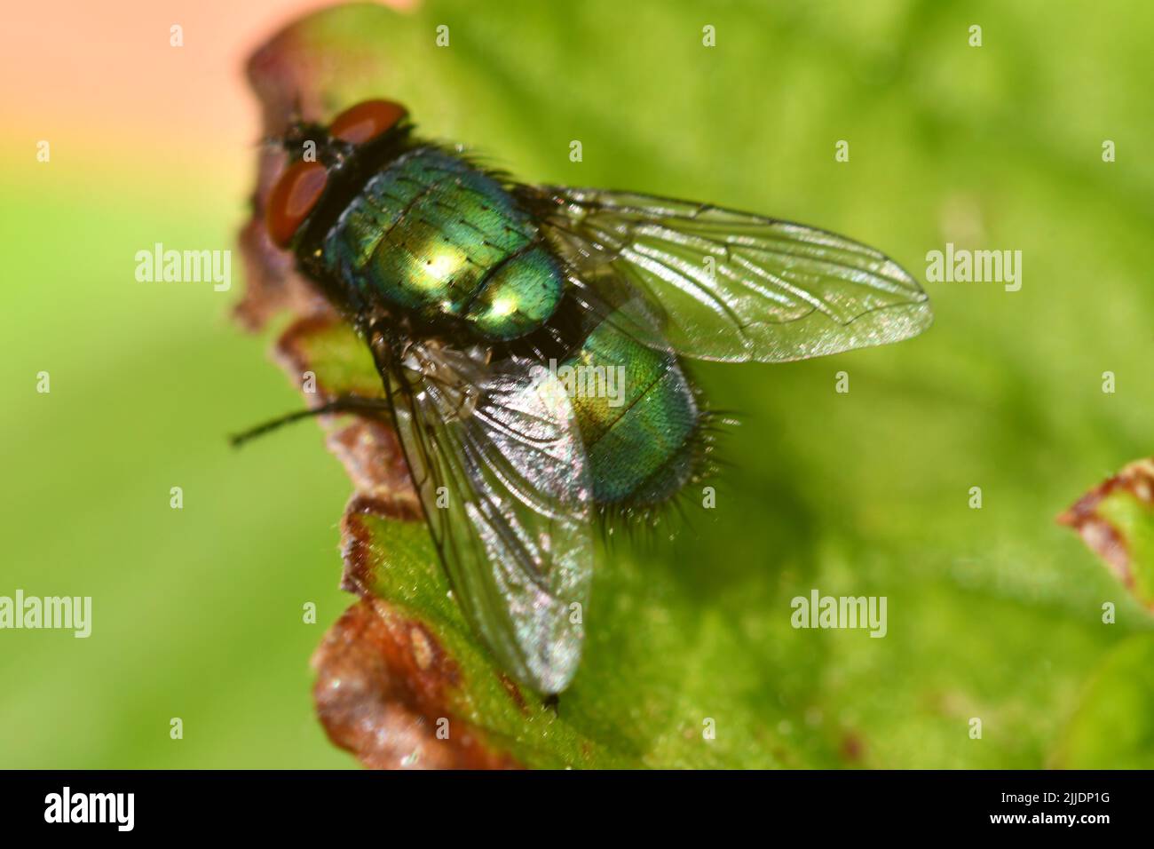 Vola su foglia, macro fotografia Foto Stock