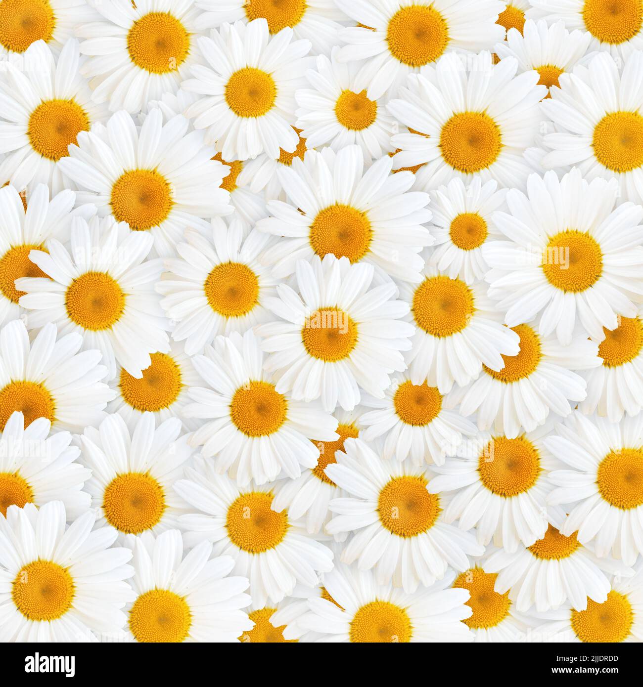 Fiori bianchi a margherita come sfondo naturale, primavera stagione modello Foto Stock