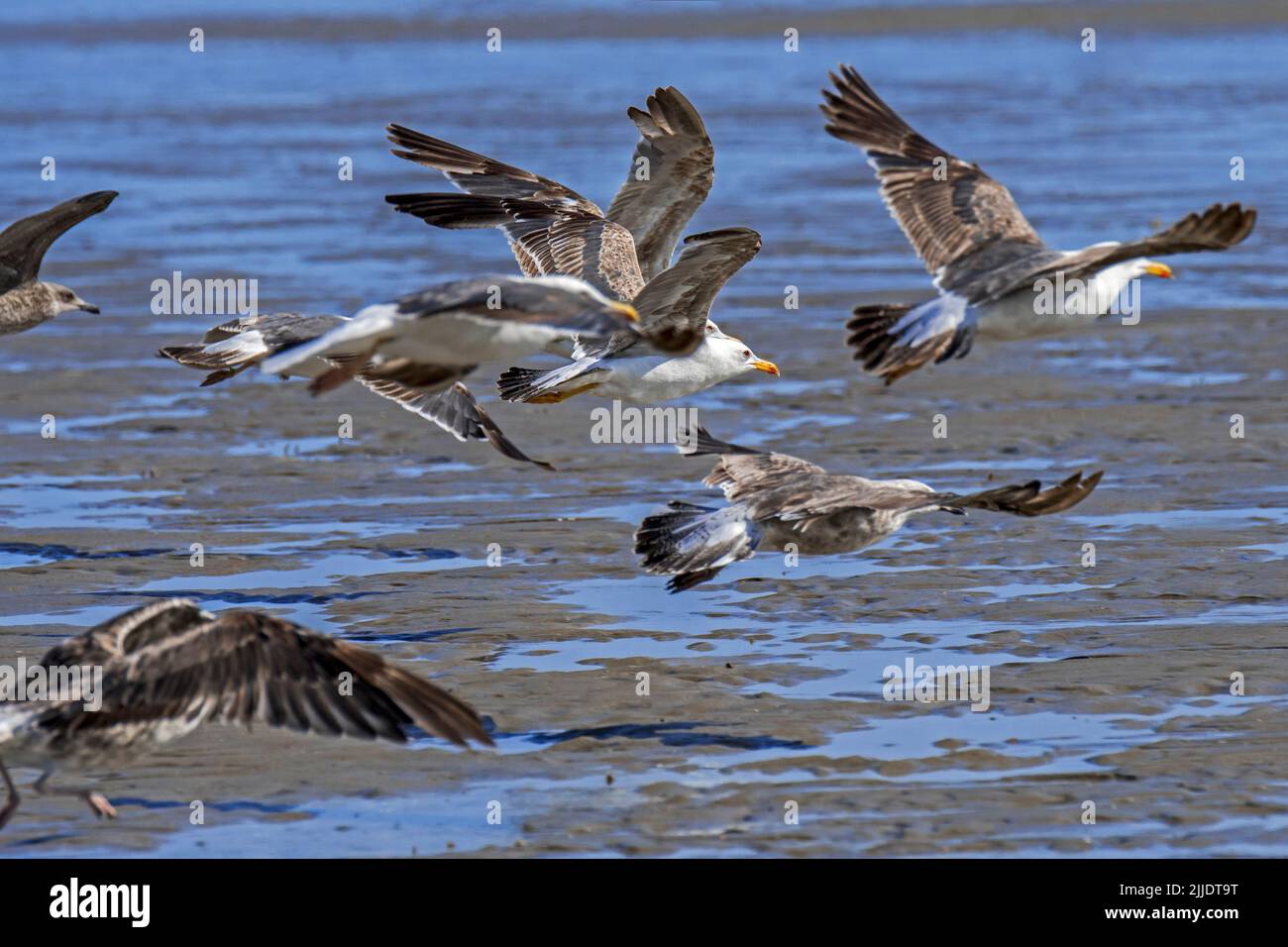 Gregge di gabbiani di aringhe europee (Larus argentatus) che decolla dalla spiaggia sabbiosa lungo la costa del Mare del Nord in estate Foto Stock