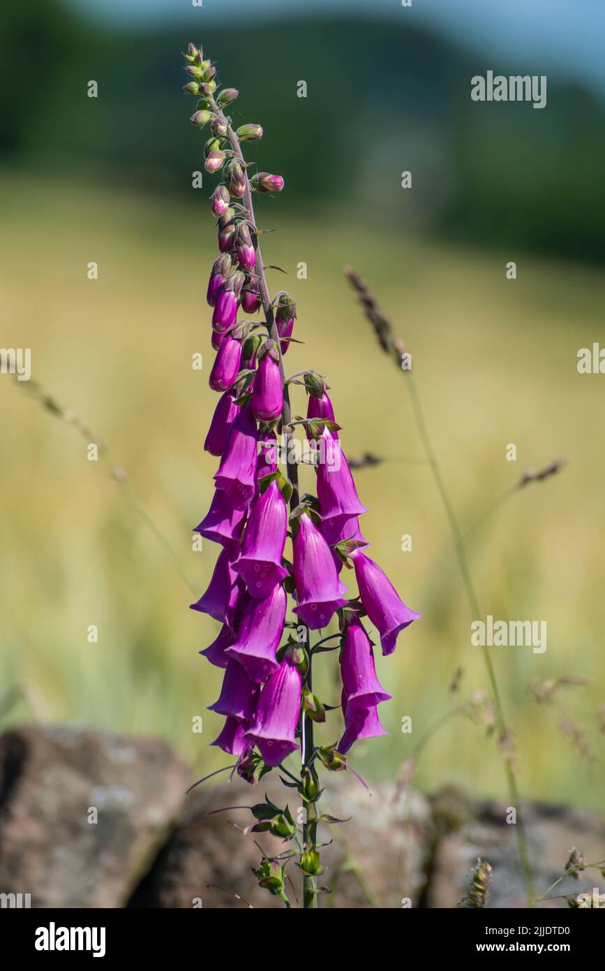 Un singolo spike di foxglove selvatico (digitalis purpurea) Foto Stock
