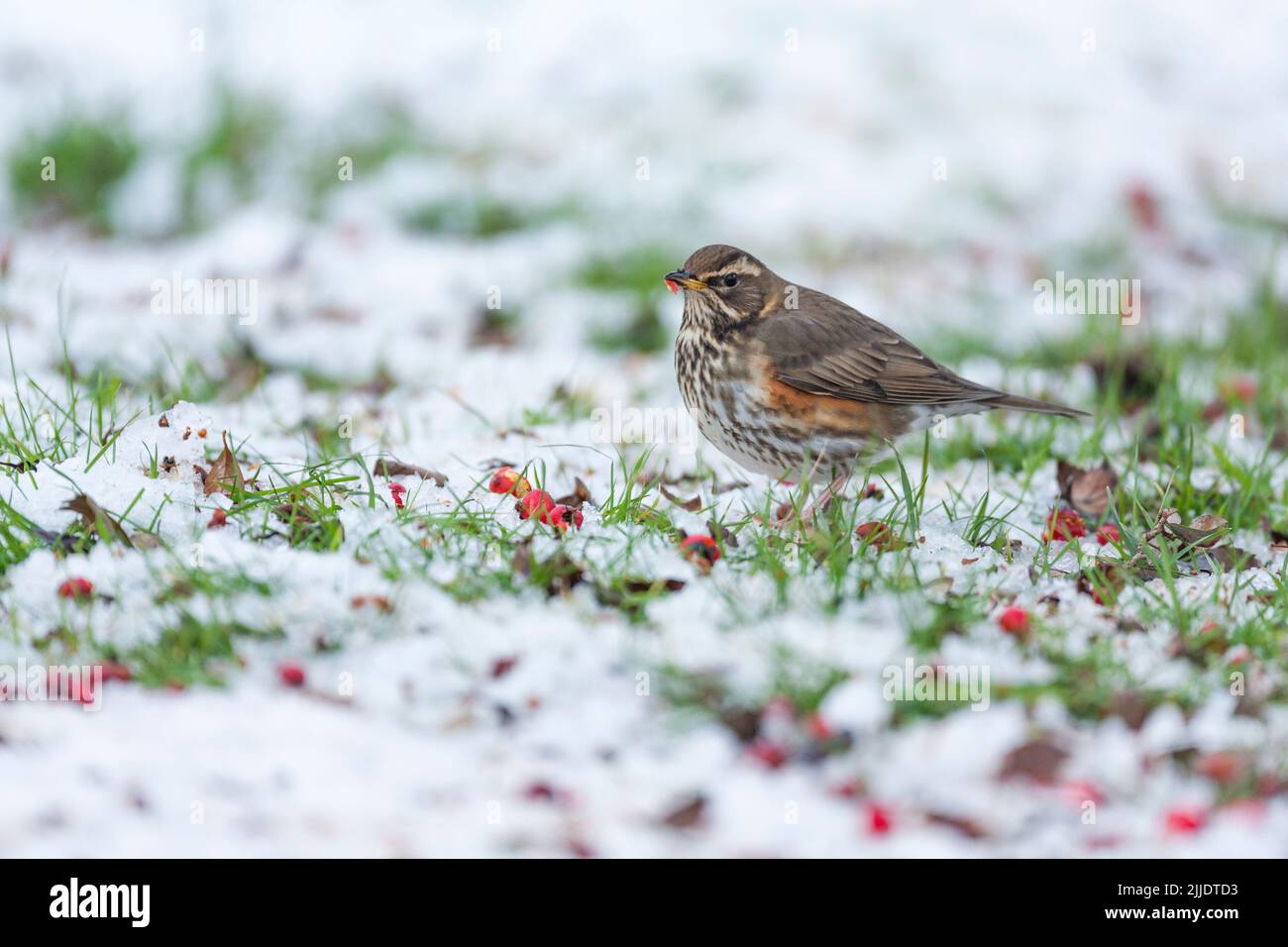 Redwing Turdus iliacus, foraging su bacche nella neve, Weston-Super-Mare, Somerset, UK, gennaio Foto Stock