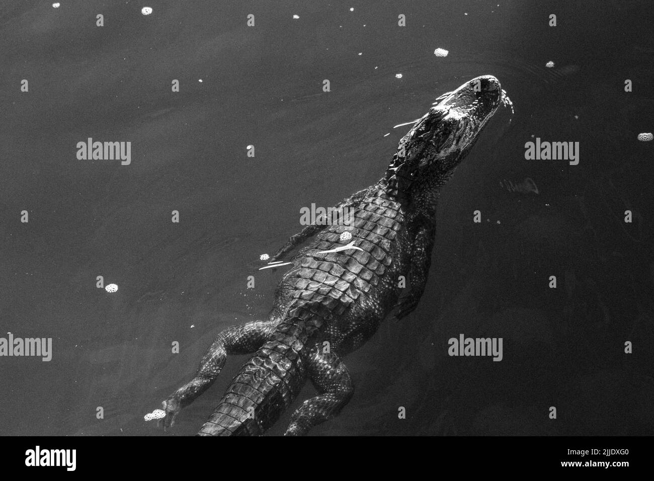 Alligatore americano (Alligator mississippiensis) che nuota nel fiume Cape Fear, Wilmington, Carolina del Nord, Stati Uniti Foto Stock