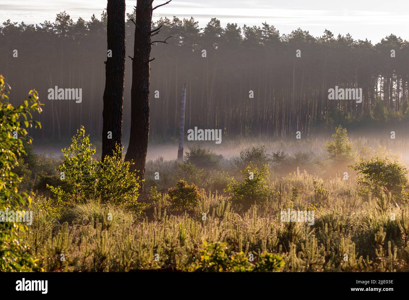 Alba nella foresta tra le nebbie in una mattinata di sole, i raggi del sole nella nebbia. Foto Stock