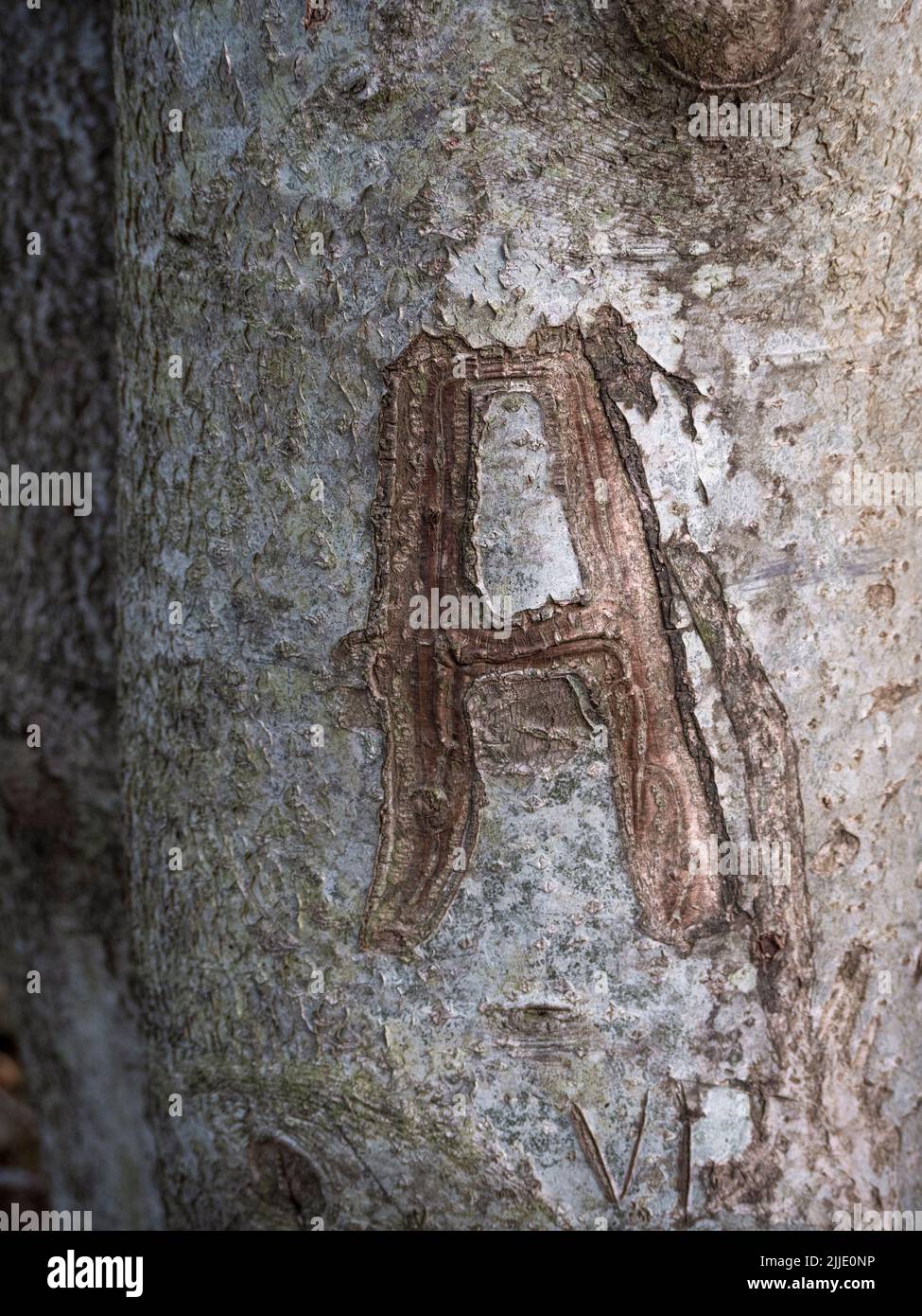 Lettera maiuscola A scolpita in un tronco di albero di Holly. Foto Stock