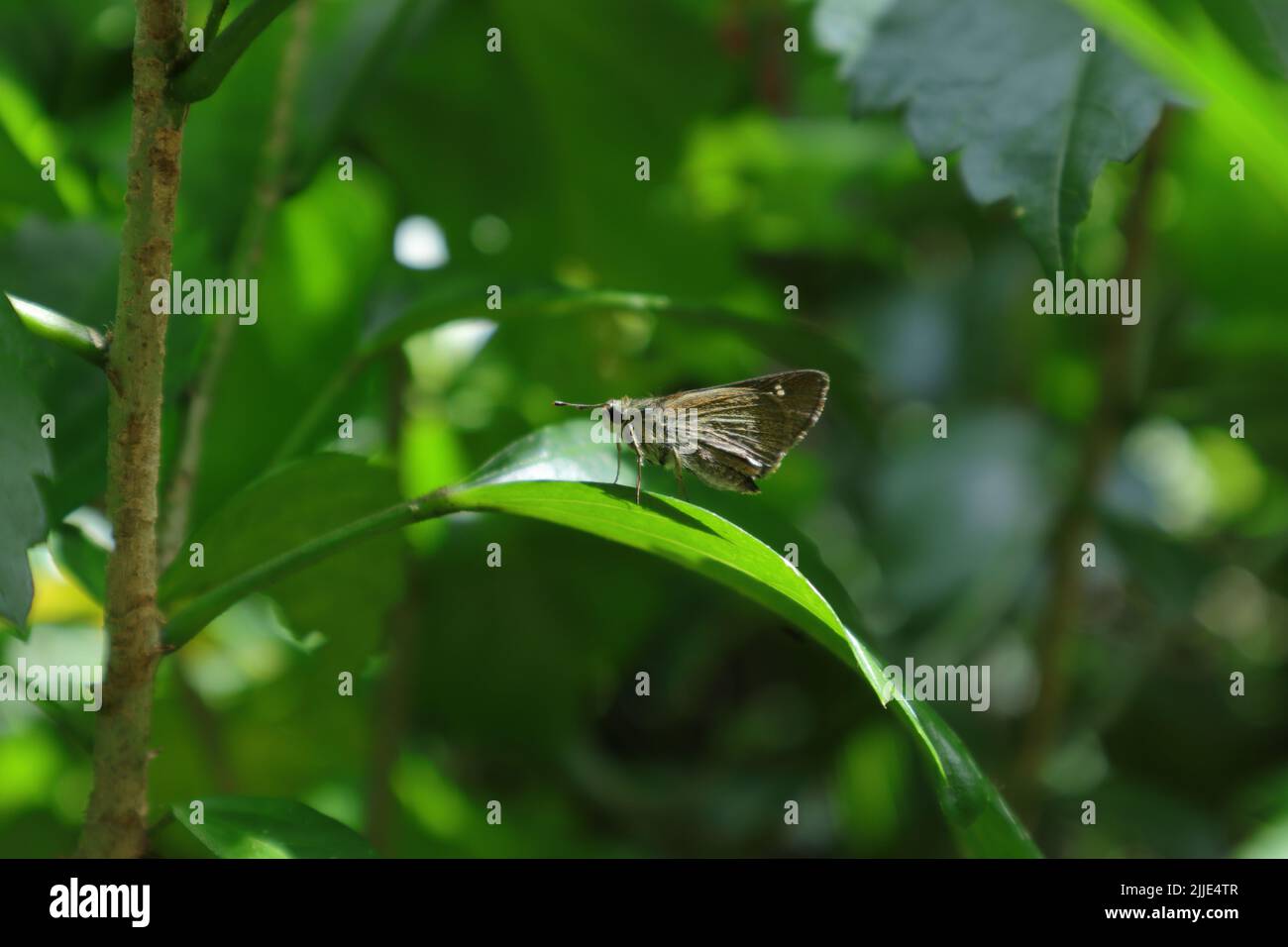 Una farfalla di Ceylon Swift (Parnara Bada) arroccata su una foglia di Hibiscus cinese alla luce del sole Foto Stock