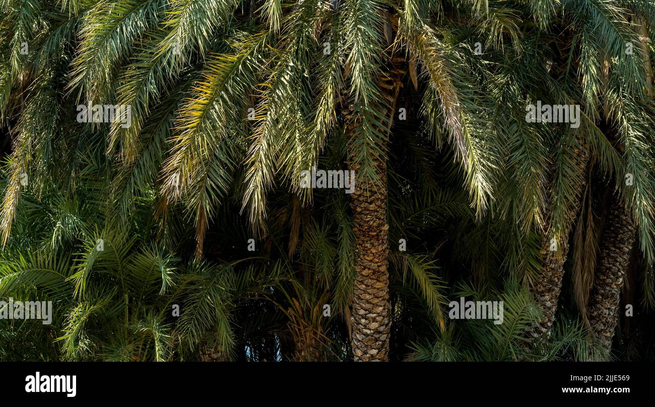 Primo piano foto senza giunture di palme backgroundas un simbolo di estate, vacanza, relax e vacanza. Foto Stock