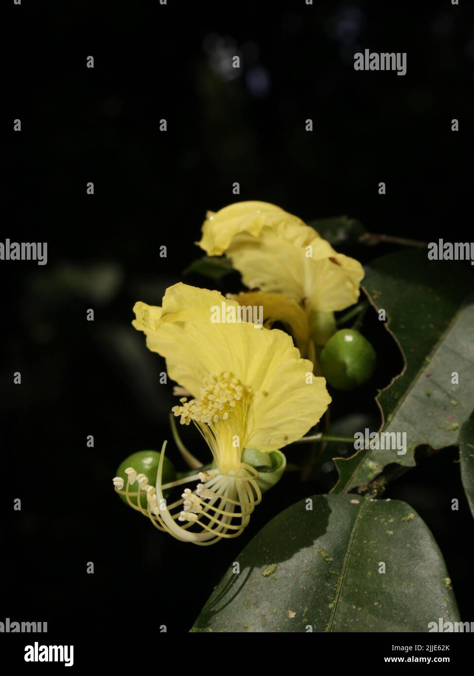 Fiori dell'albero neotropico Swartzia costaricensis Foto Stock