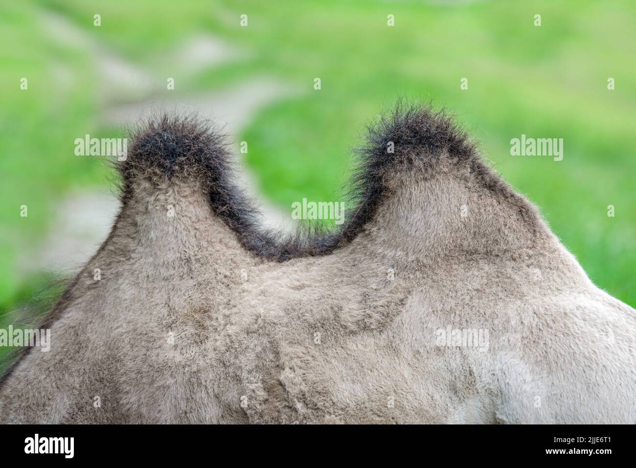 Primo piano della gobba del cammello. La parte posteriore di un cammello con due cunette. Humpback animale Foto Stock