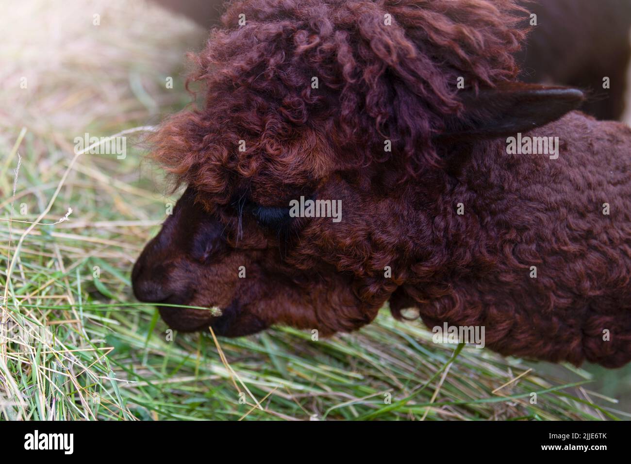 L'alpaca mangia l'erba. Primo piano di una testa di alpaca marrone. Foto Stock