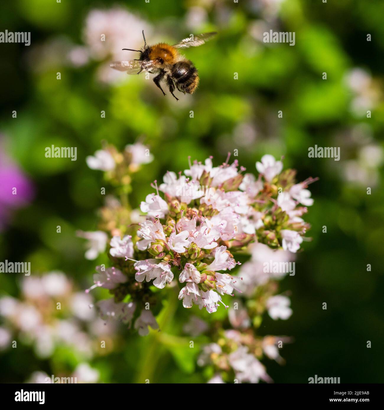 Ape comune di carda, Bombus pascuorum, in volo tra le teste dei fiori di maggiorana d'oro, Origanum vulgare 'Aureum' in un giardino britannico Foto Stock