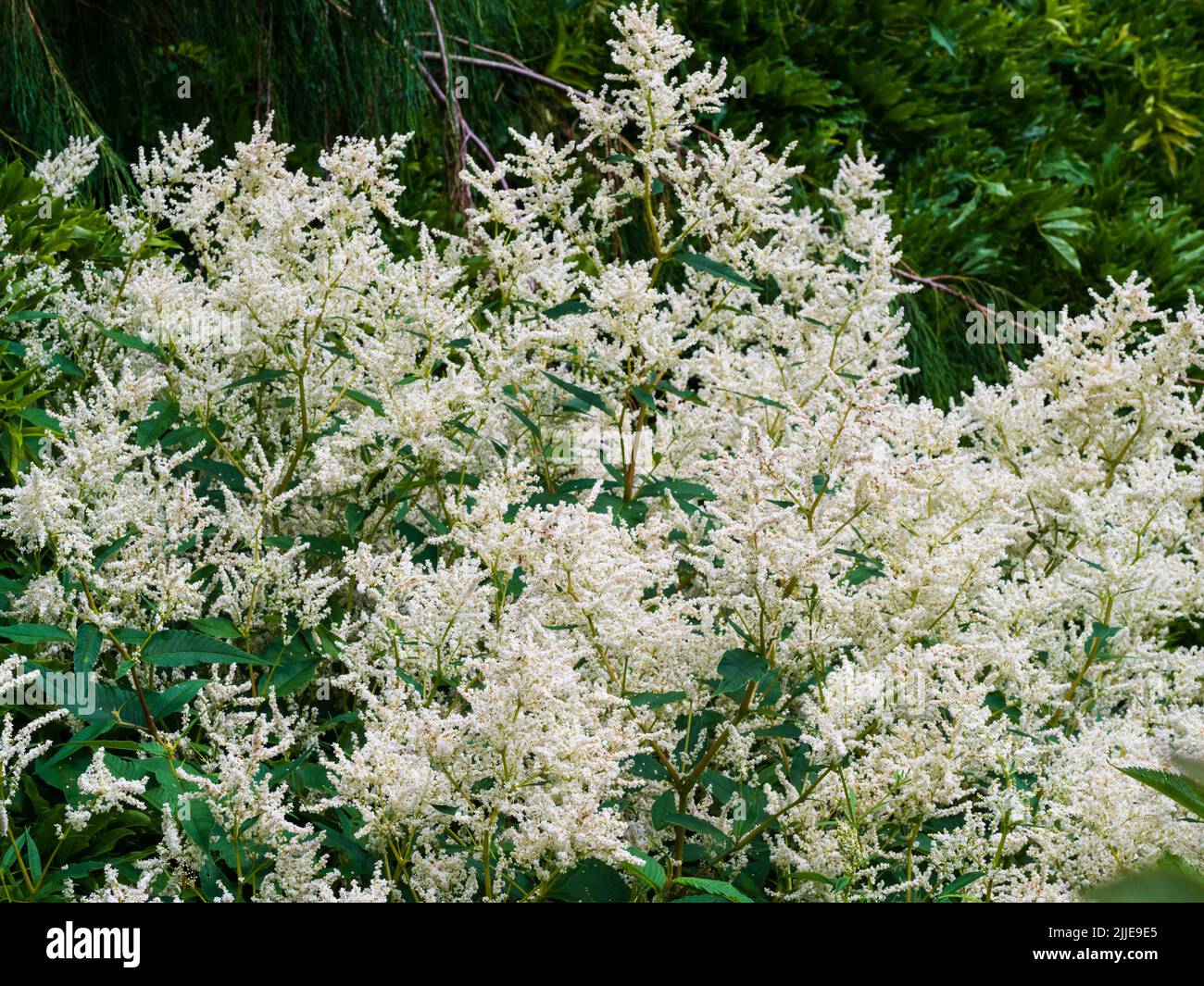 Punte gelate di fiori bianchi estivi del fiore di vello bianco perenne, Persicaria polimorfa Foto Stock