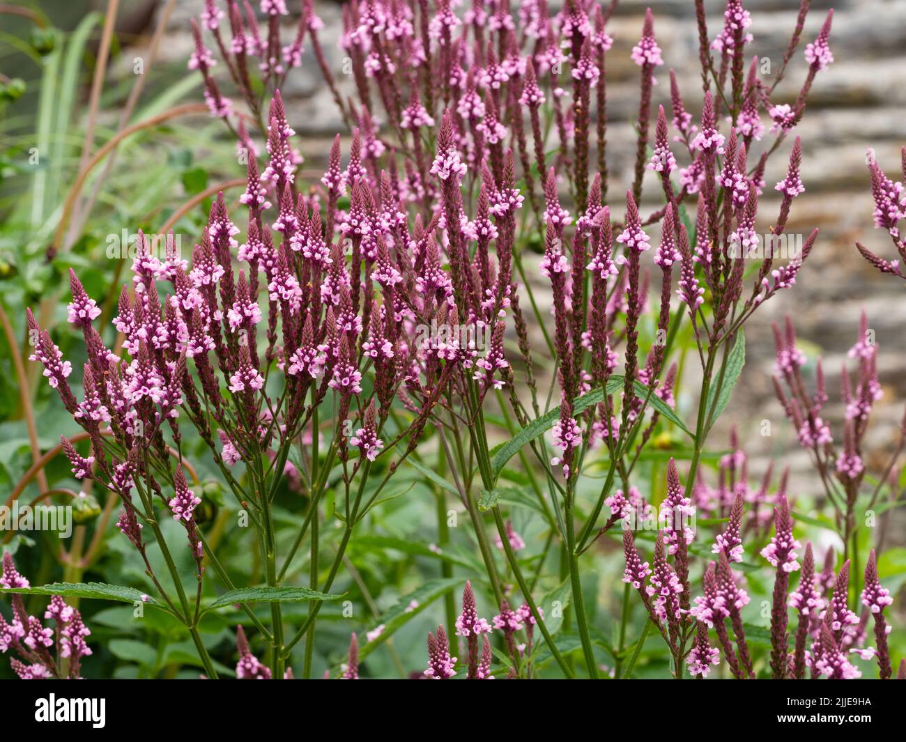 Teste di fiori ramificati con punte verticali e piccoli fiori rosa estivi del vervano perenne ardito, Verbena hastata F. rosea Foto Stock