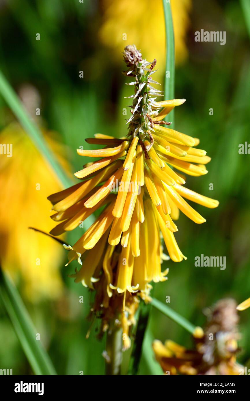 Tritomea, giglio di fiaccole, Schopf-Fackellilie, tritome à longues grappes, Kniphofia uvaria, fürtös fáklyaliliom, Budapest, Ungheria, Magyarország, Europa Foto Stock