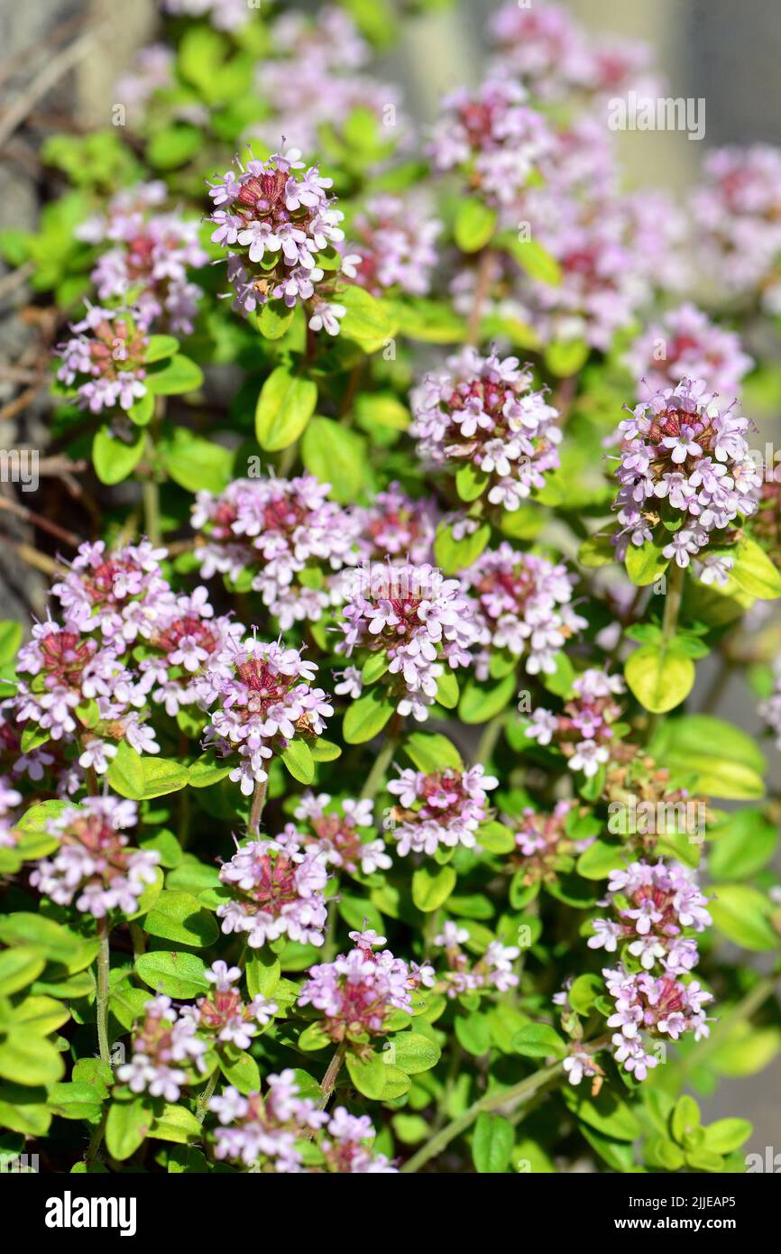 Thymian, Thym, Thymus sp., kakukkfű, Budapest, Ungheria, Magyarország, Europa Foto Stock