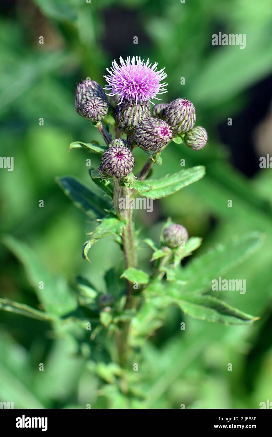 Cardo strisciante, Acker-Kratzdistel, Chardon des champs, Cirsium arvense, mezei aszat, Budapest, Ungheria, Magyarország, Europa Foto Stock