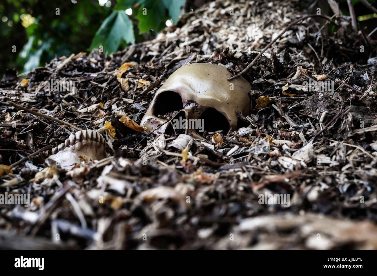 Cranio umano con mandibola inferiore Foto Stock