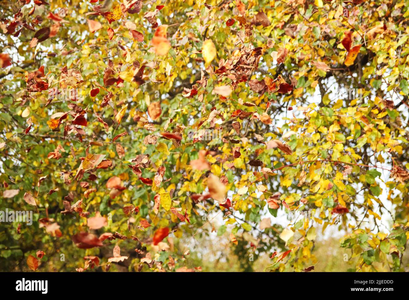 Defocus foglie che cadono volare sul vento autunno tempo stagione sfondo. Molte foglie secche autunno caduta fuori. Fuori fuoco. Foto Stock