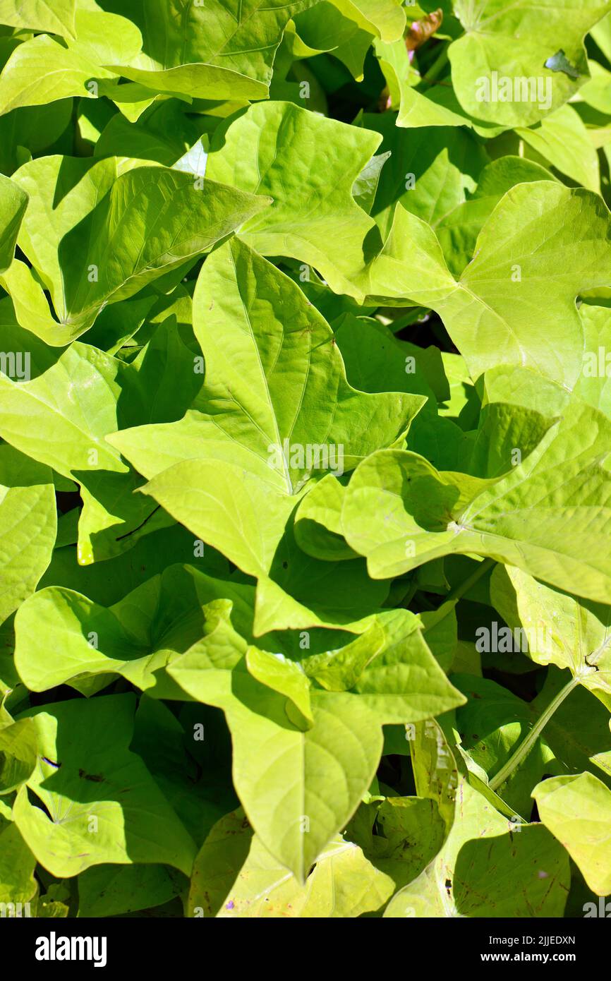 Patate dolci, Süßkartoffel, patate douce, batata, Ipomoea batata, édesburgonya Foto Stock