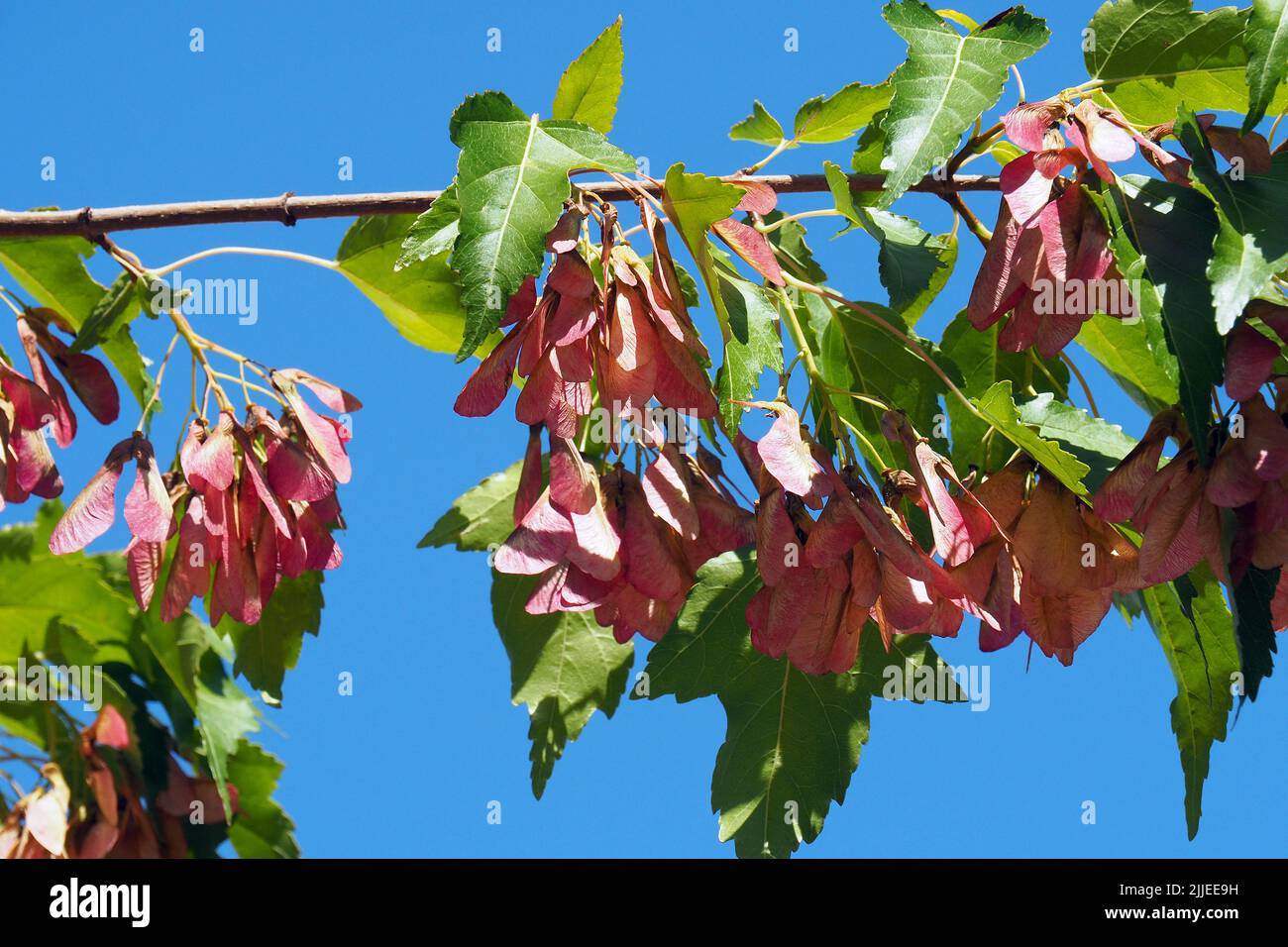 Acero tartaro o acero tartaro, Tatarischer Steppen-Ahorn, Érable de Tartarie, Acer tataricum, tatár juhar, Budapest, Ungheria, Magyarország, Europa Foto Stock