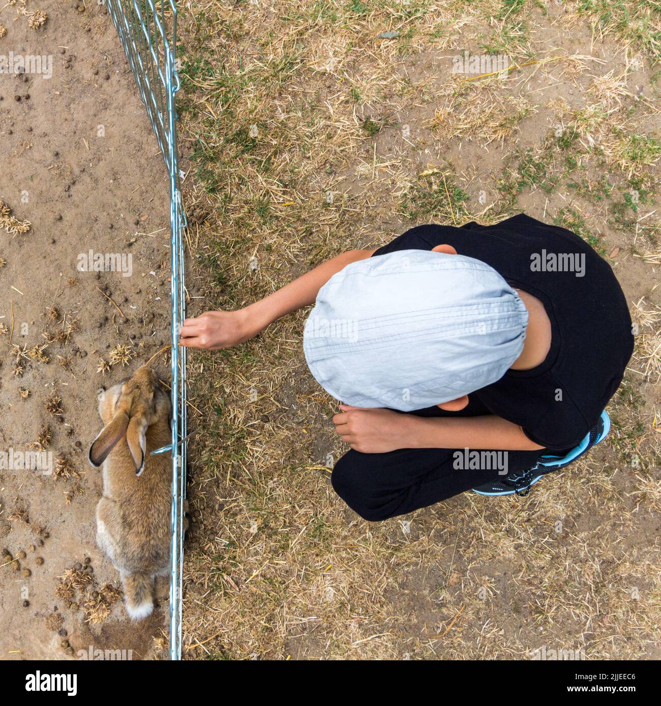 Coniglietto domestico (Oryctolagus cuniculus domesticus) e bambino ragazzo su entrambi i lati di un recinto basso direttamente dall'alto, Radpuszta, Balaton, Balatonlel Foto Stock