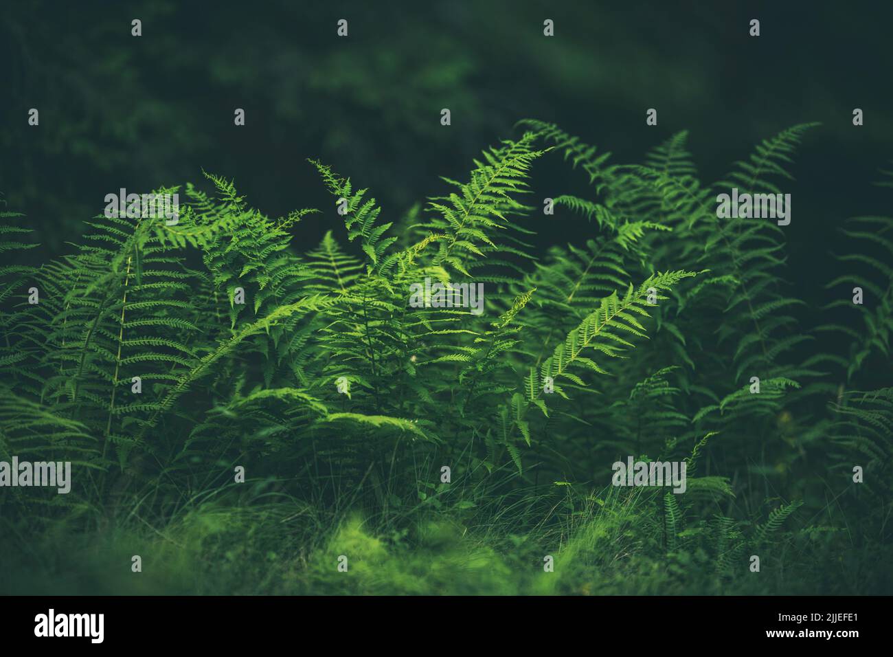 Alpine Wood Ferns sfondo. Grado di colore verde scuro. Tema natura. Foto Stock