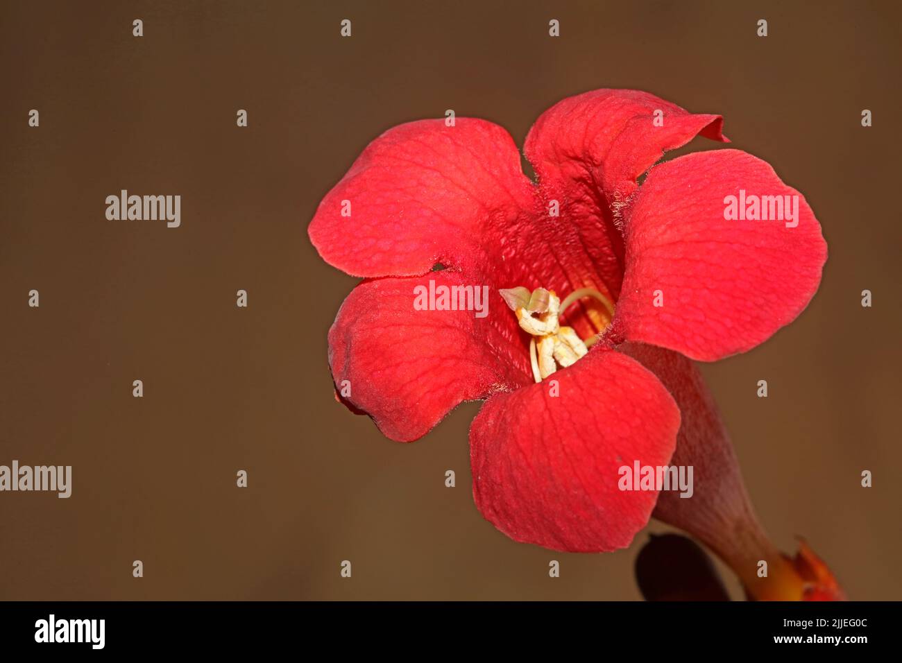 Fiore rosso primo piano sfondo botanico moderno campsis grandiflora bignoniaceae alta qualità grandi stampe in metallo homedecor floreale Foto Stock