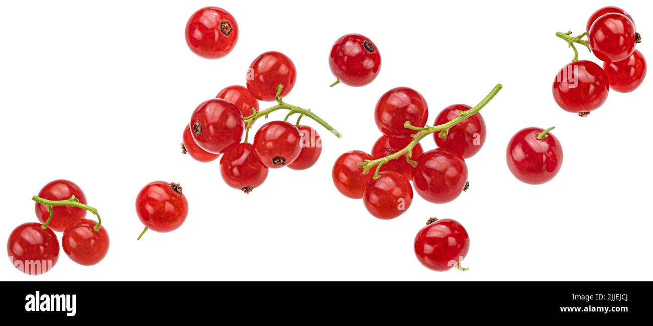 Ribes rosso isolato su sfondo bianco Foto Stock