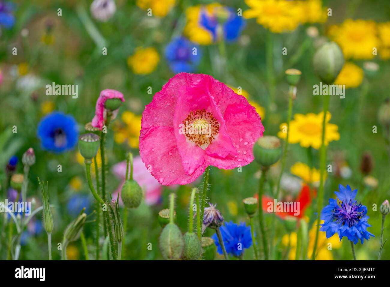 Prato estivo variopinto fiorito con fiori rosa rossi di papavero, fiori di mais blu. Campo di fiori selvatici estivi. Sfondo paesaggio estivo con bellezze Foto Stock