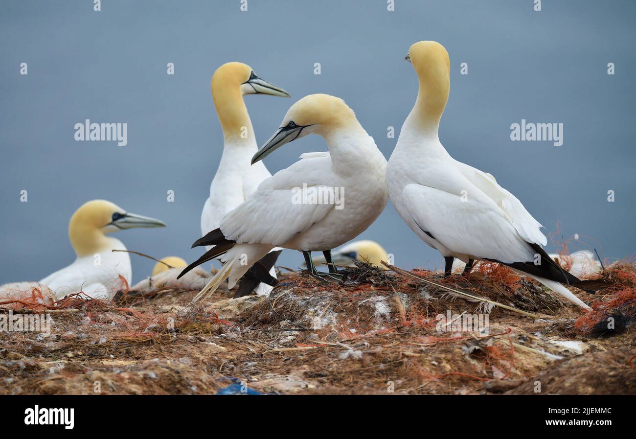 Gannets razza su Heligoland Foto Stock