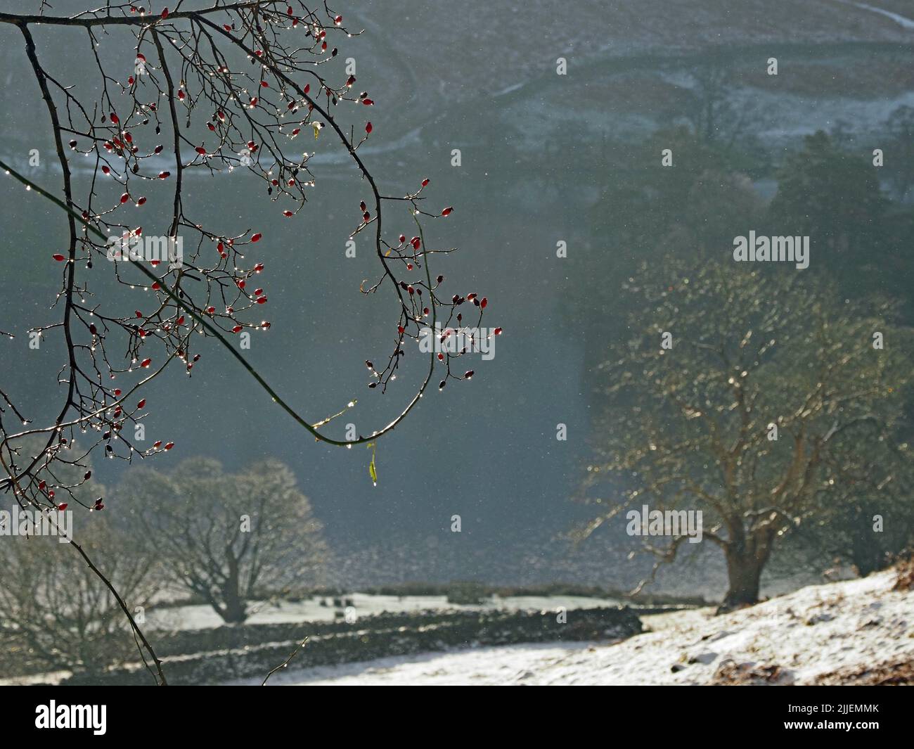 Rose-fianchi in primo piano sopra gli alberi d'inverno e campo nevoso sopra Rydal Water - Cumbria, Inghilterra, Regno Unito Foto Stock