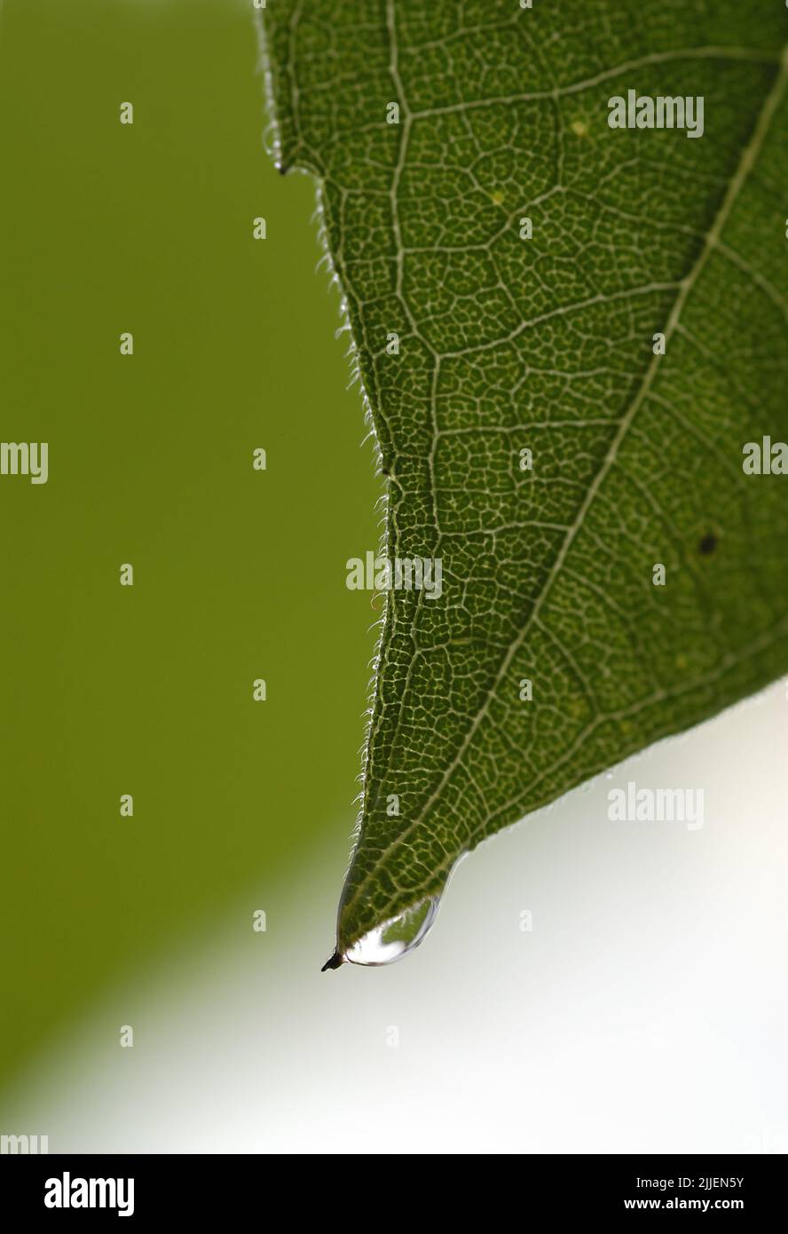 Girasole comune (Helianthus annuus), particolare di una foglia di girasole verde brillante Foto Stock