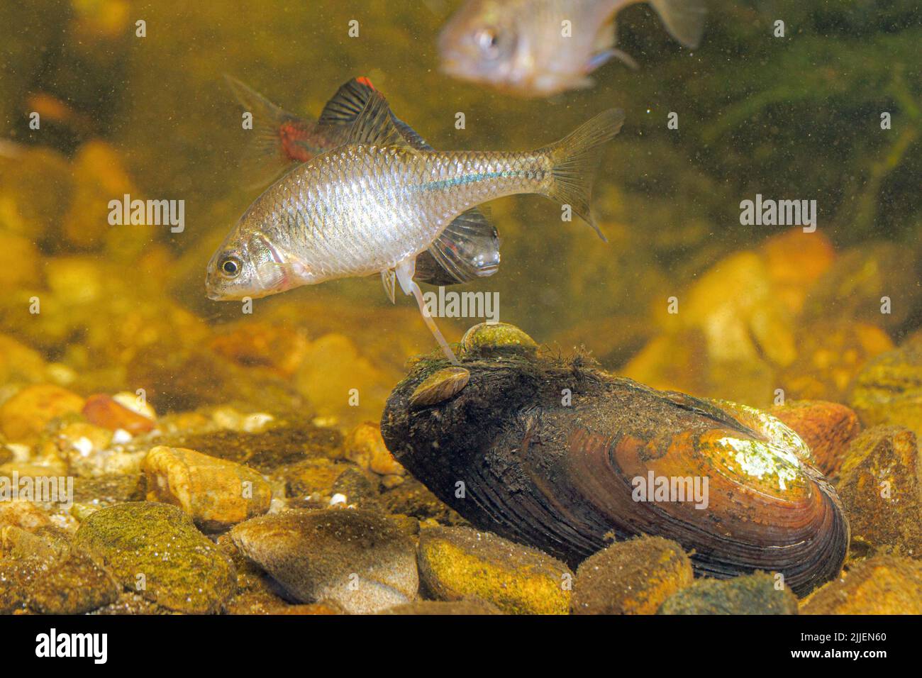 Bitterling (Rhodeus amarus, Rhodeus sericeus, Rhodeus sericeus amarus), femmina che si trasforma in un musello di un pittore, con il maschio, Germania Foto Stock