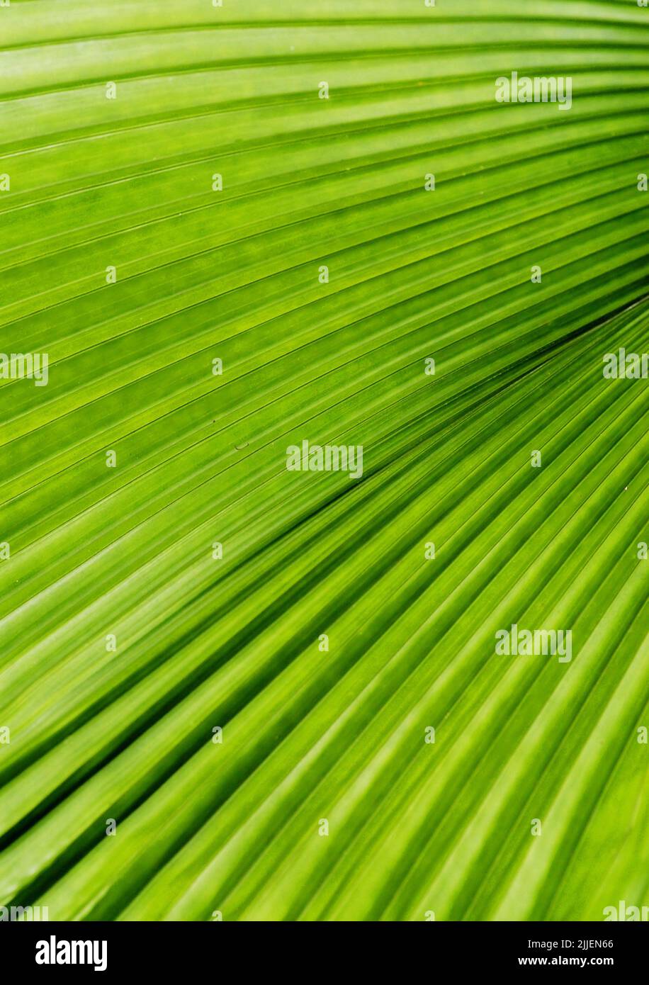 Di foglie di palma struttura Foto Stock