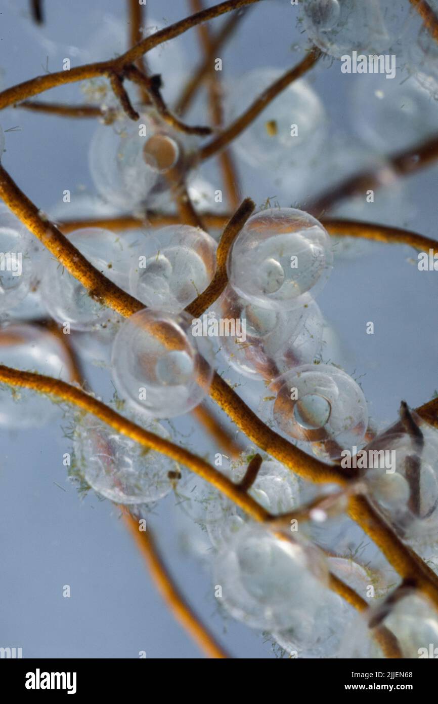 pike-Perch, zander (Stizostedion lucioperca, Sander lucida), sgocciola sette giorni dopo la deposizione delle uova a 16 gradi di temperatura dell'acqua, Germania Foto Stock