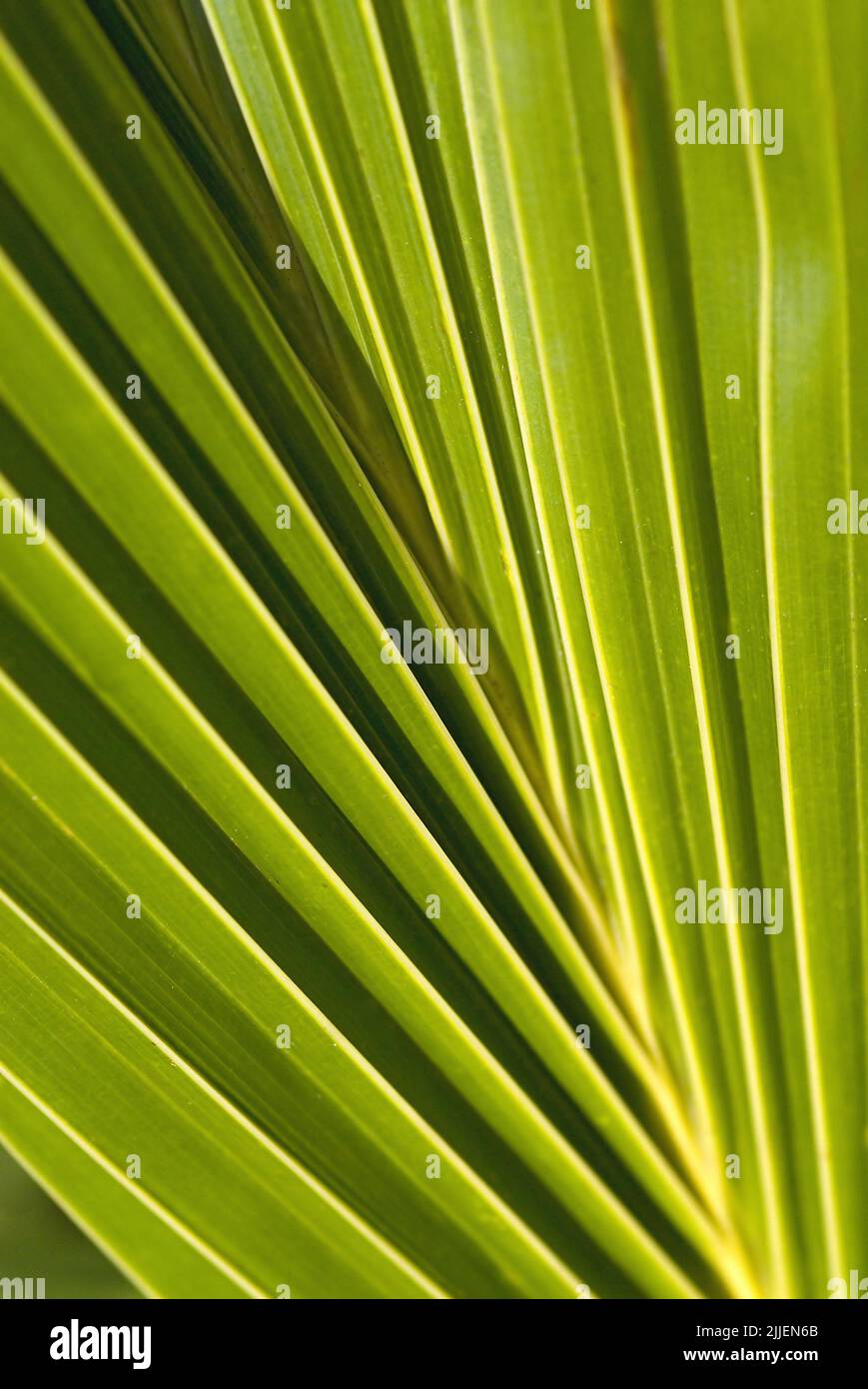particolare di una foglia di palma verde brillante Foto Stock